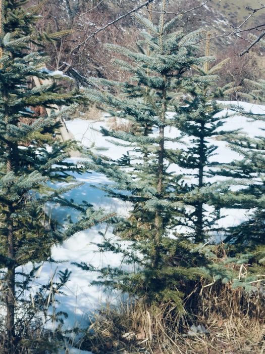 Ели голубые продам 2 метра