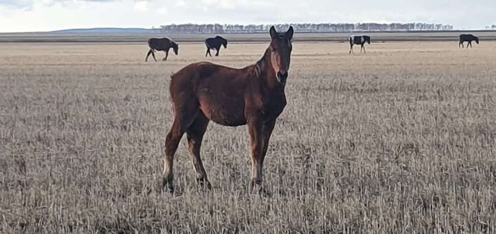 Жеребята  продам