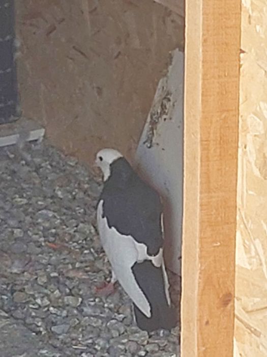 Кептер Құс Голуби