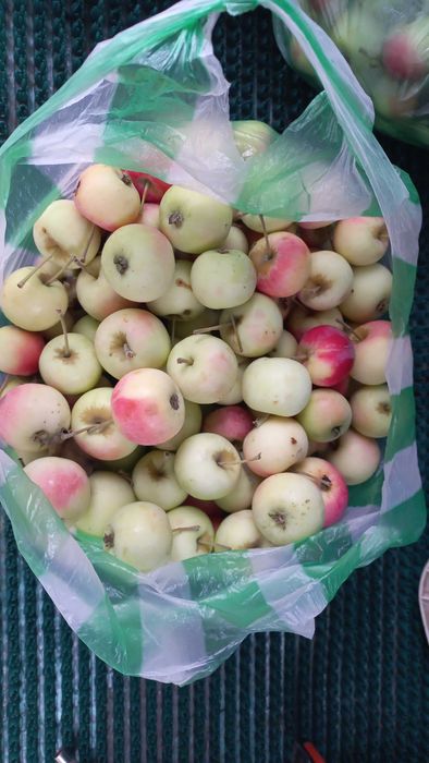 Домашние яблоки продам