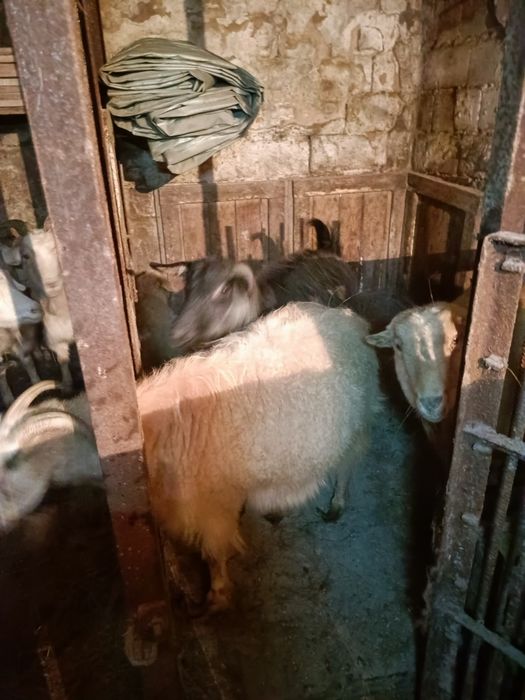 Продам стадо коз