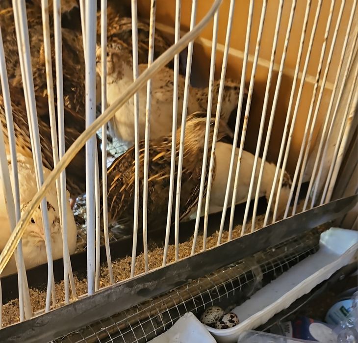 Пъдпъдъчи яйца за консумация и размножаване