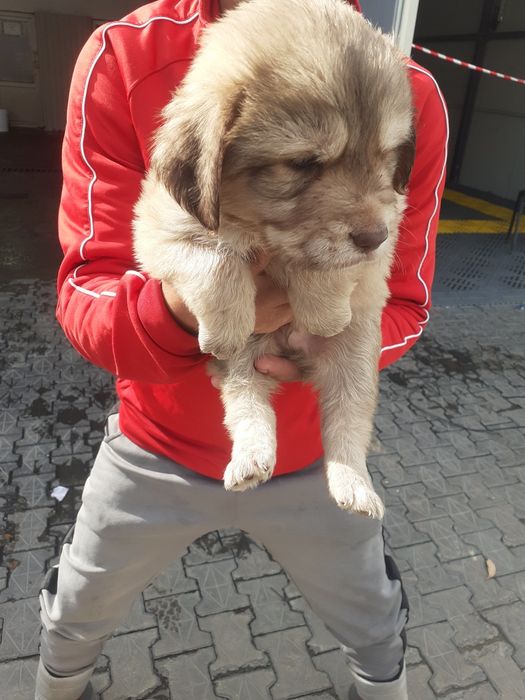 Vând câini fără bani