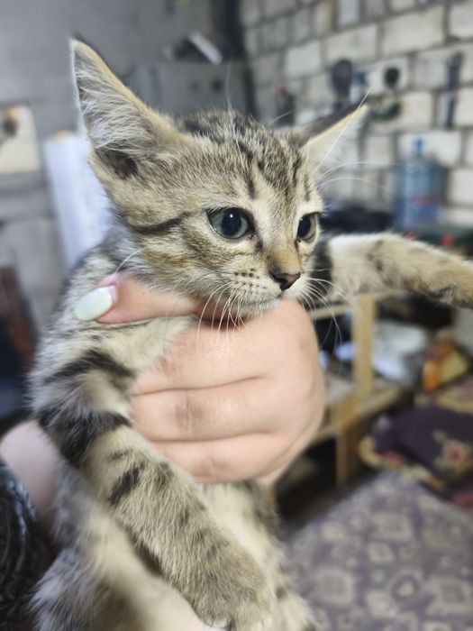 Ищут новый дом котята