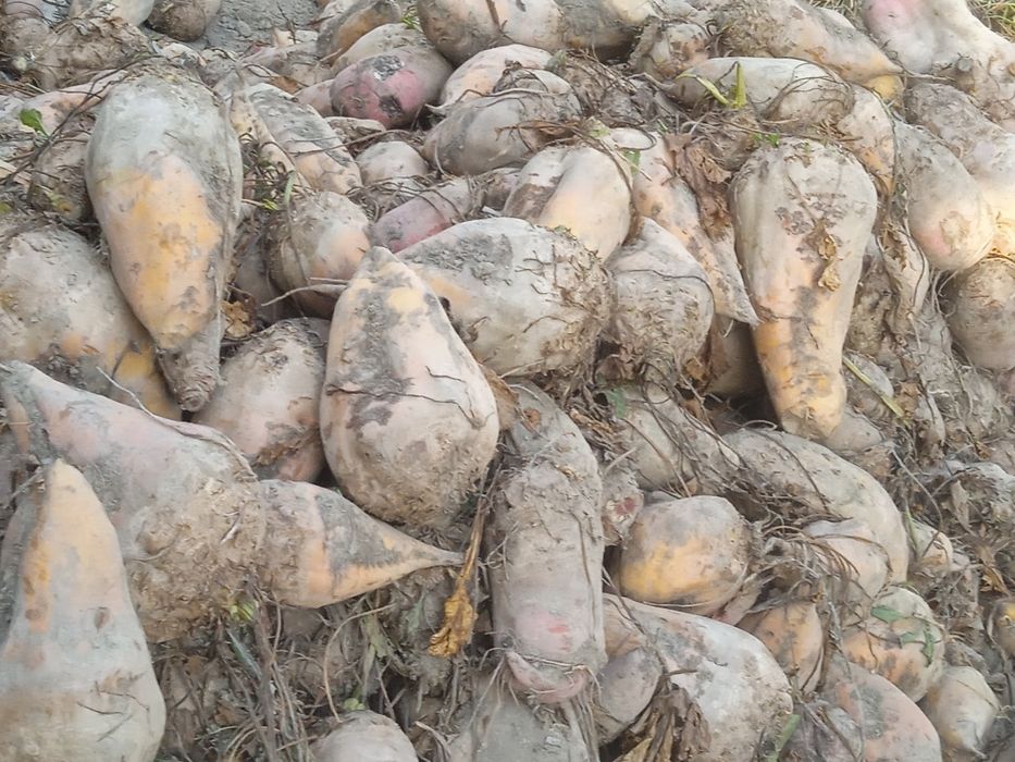 Karmavey     Lavlagilar