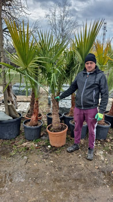 Platan  acer platanoides  catalpa  globular