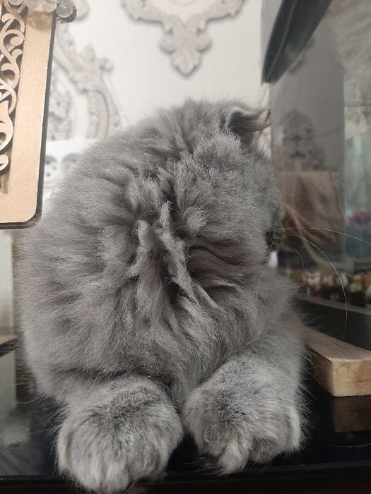 11ойлик Скоттиш фолд сотилади