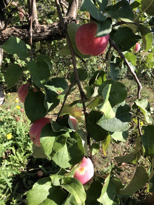 Дача за Новеньким