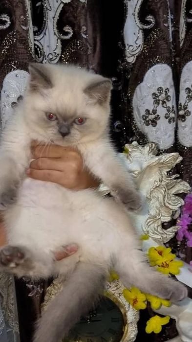 Продаются шиншила