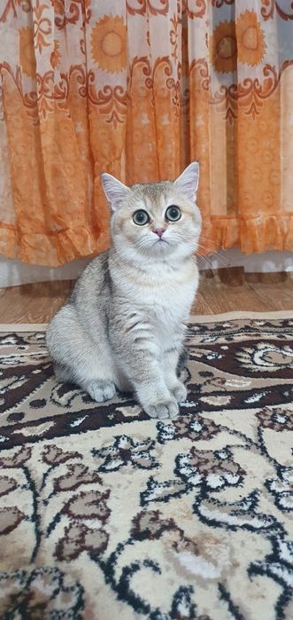 Британской шиншилла беремино 2 года девочка продам