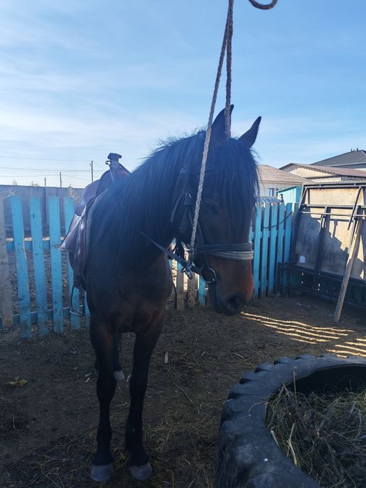 Байтал сатылады.