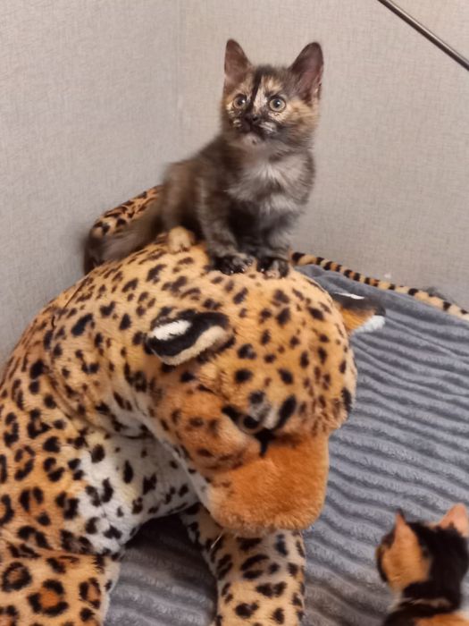 Отдам котят в хорошие руки