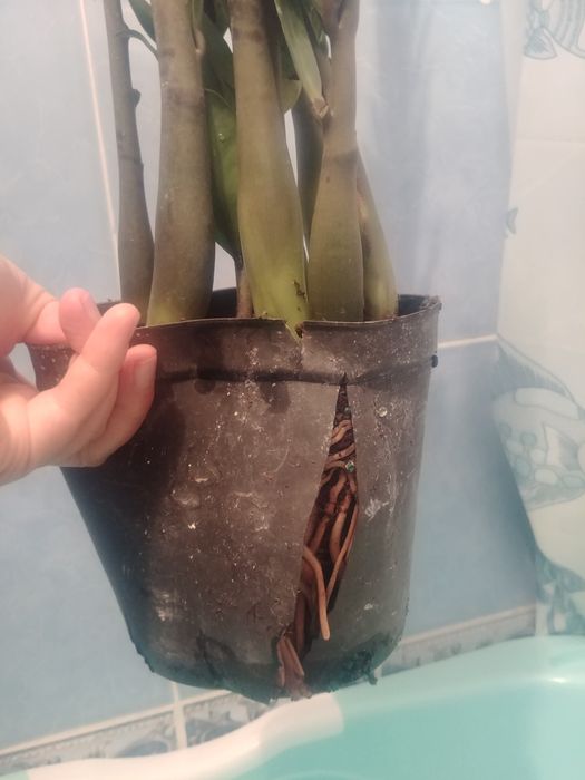 Новый сорт Пирамида 50~60см