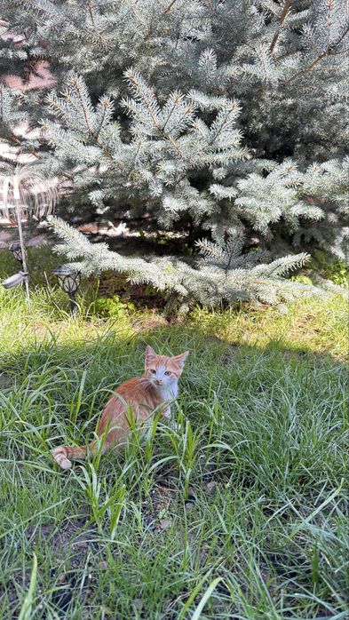 Пристраивается котенок