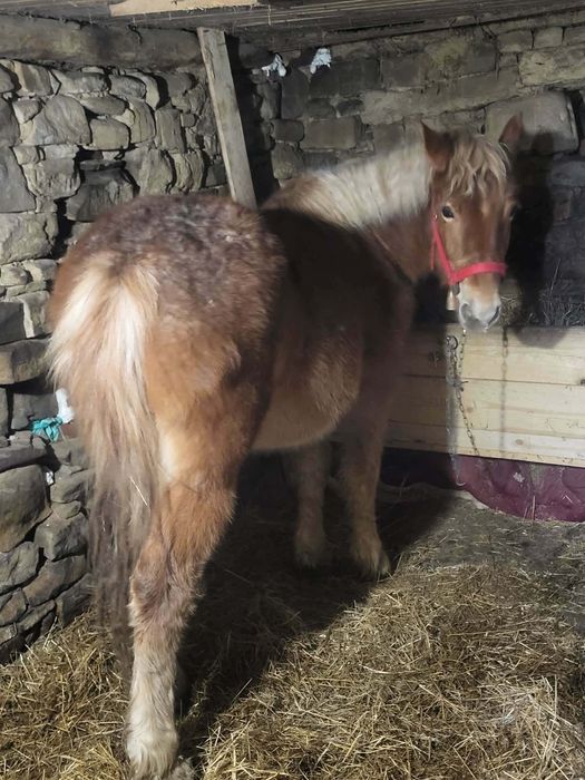 Тежковоз хафлингер година и два месеца