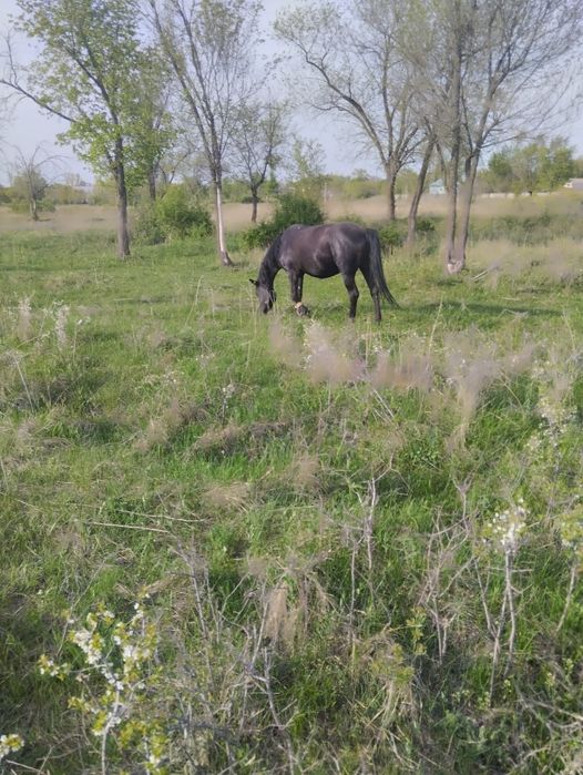 Продаю две кобылы