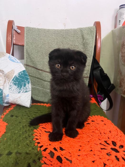 Котята бесплатно