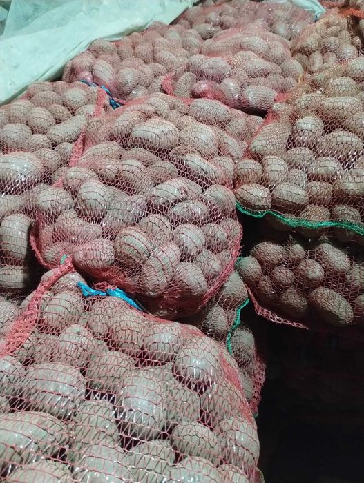 Cartofi rosii Laura samanta/consum