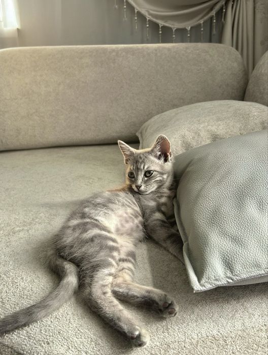 Котенок британско-американский