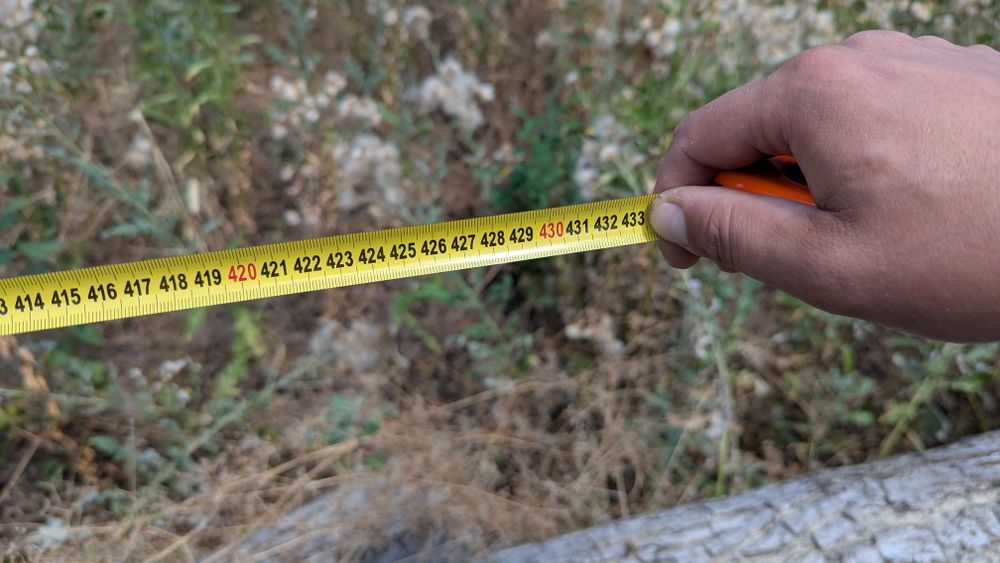 Орехово дърво 7 м + клони – с. Мерданя