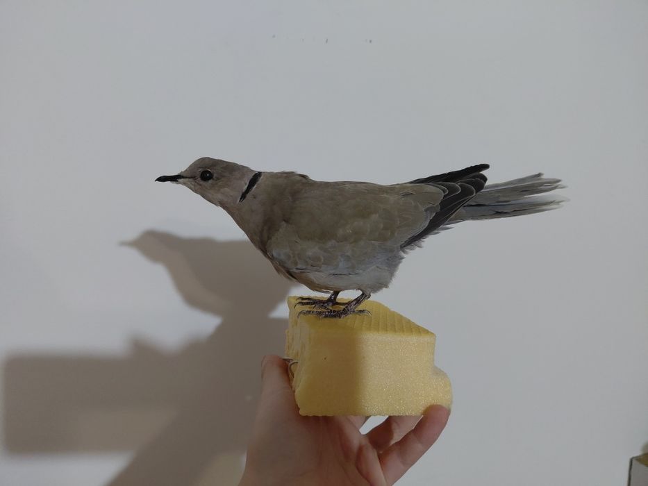 Gugustiuc impaiat, taxidermie 1