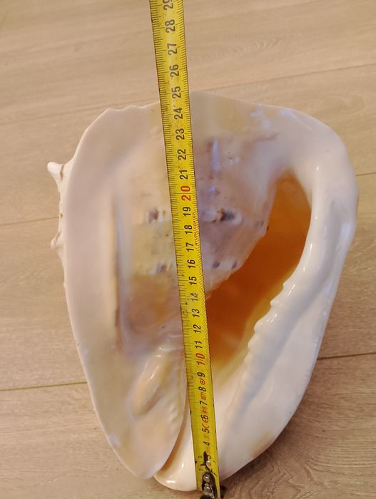 Vând scoica  naturală masivă 25 cm