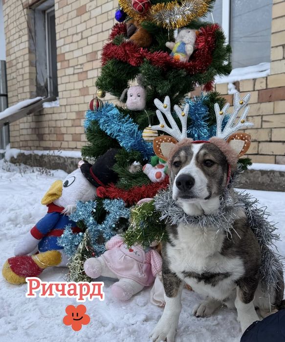 Ищем семью не проходите мимо!!!