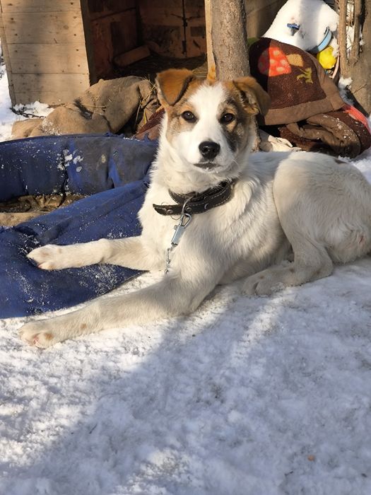 Щенка в добрые руки