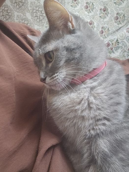 Помогите,  Пропала  моя кошка