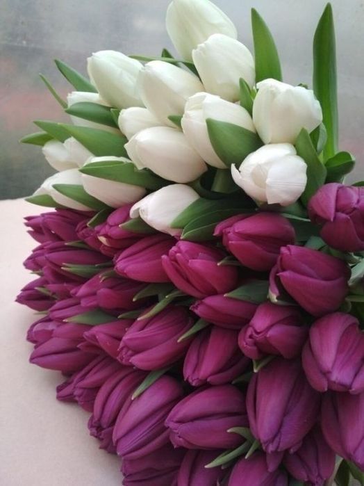 Тюльпан упаковка + открытки