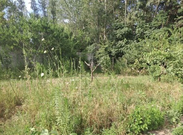 6 соток земли в окружении леса!