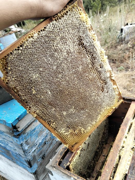 Мёд горное разнотравие