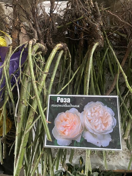 Роза көшеттері..