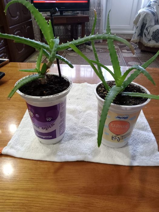 Алоэ лечебный укоренен