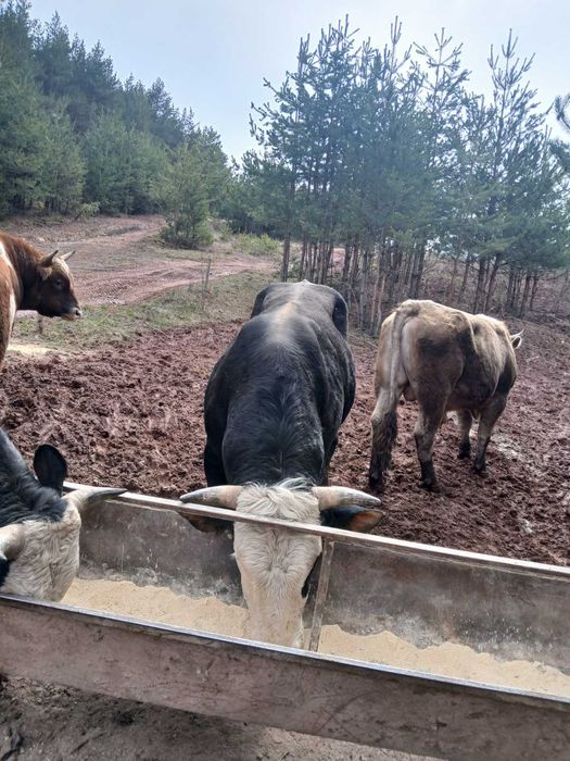 Продавам добре гледани БИО телета