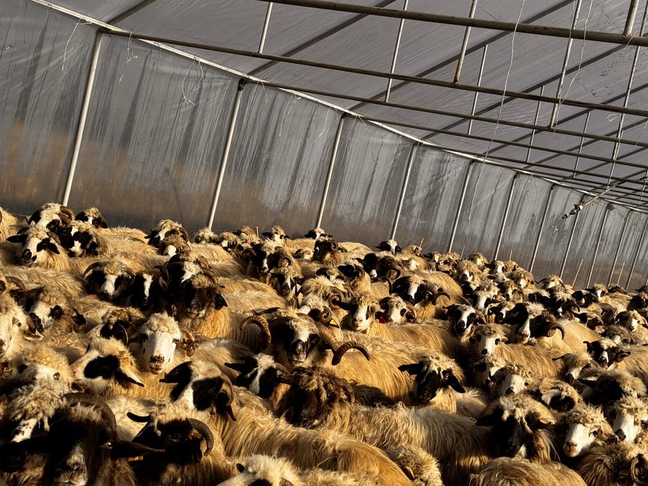 Vand oi cu miei langa ele