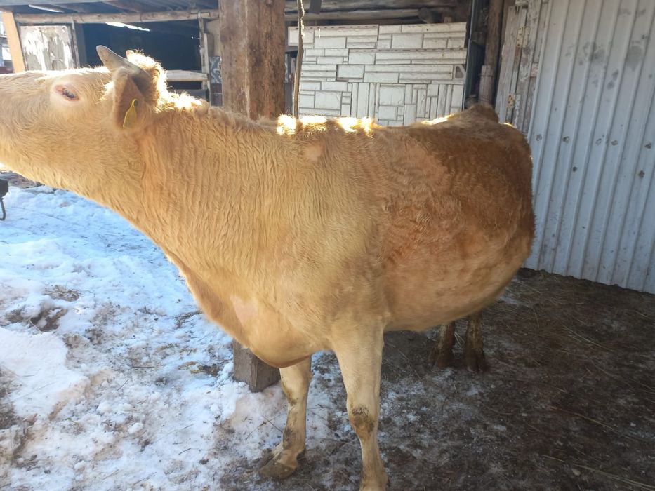 Продам корова жирный