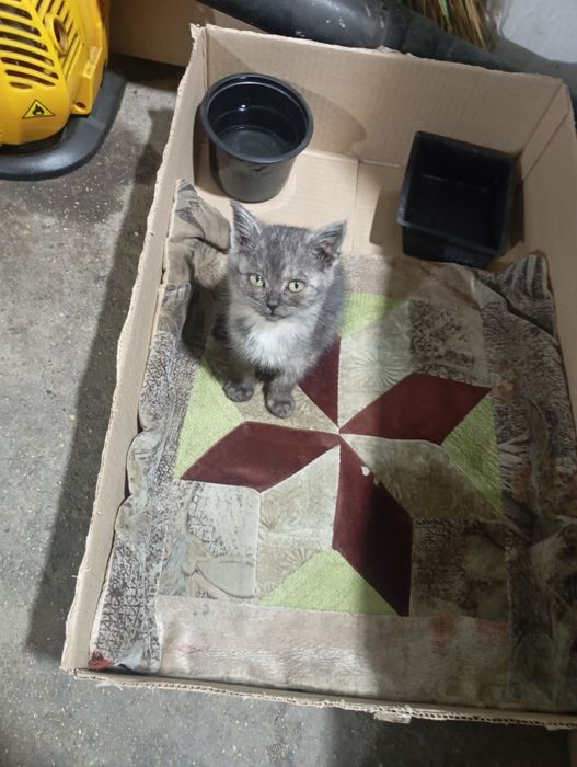 Отдам красивого котёнка