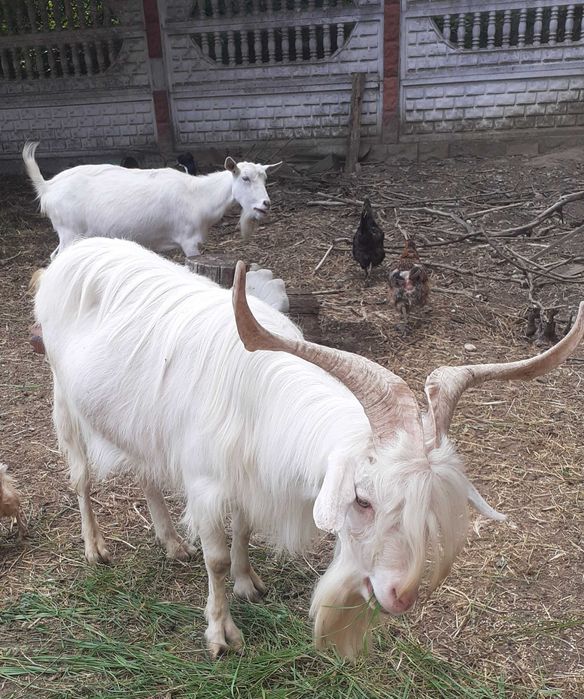 Țapi buni de prasila