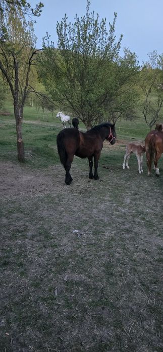 Mânză de 1 an de zile