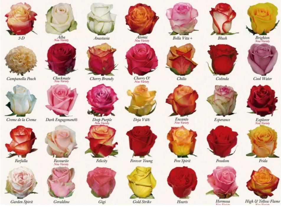 Цветы Эквадор опт