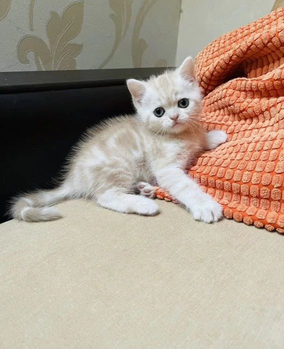 Котята фолды и страйт