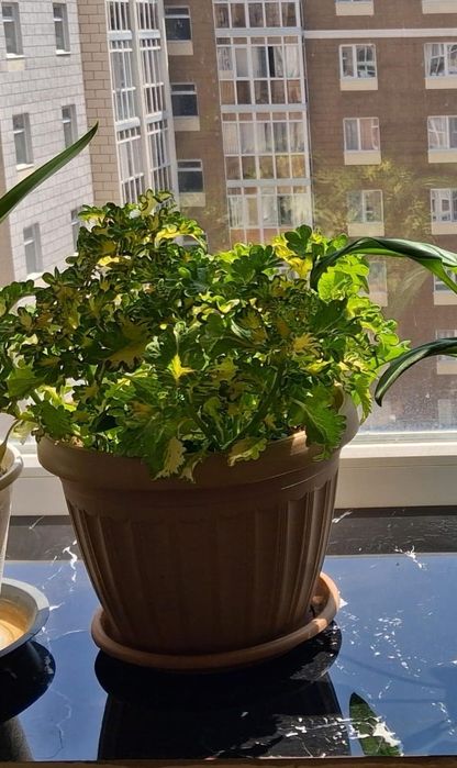 Колеус Ruffles Yellow Green