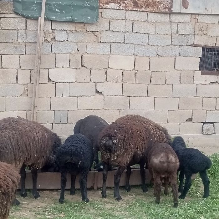 Қисары қозылы қой