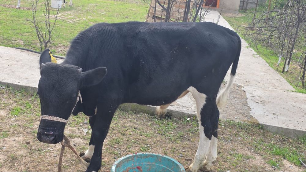 Сатылады  тана таза мал