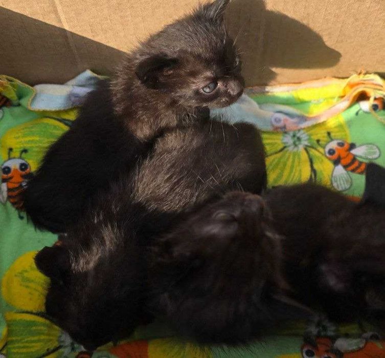 Продам котят 3 недель Цена 300 000 сум за каждого