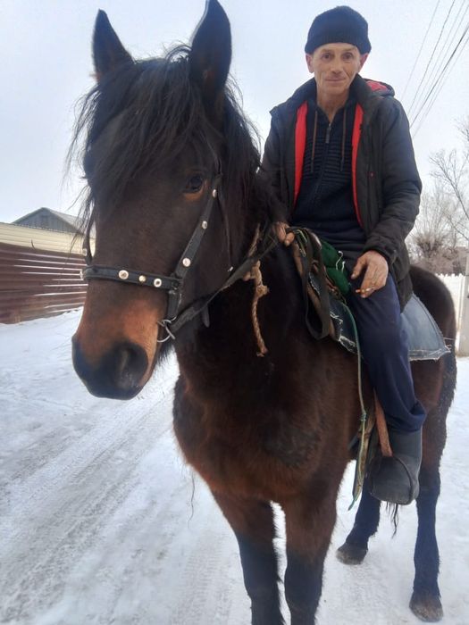 Жеребец -производитель