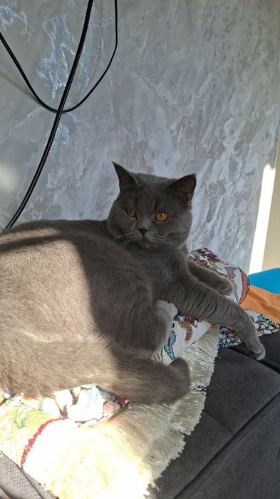 Кот Британец мальчик