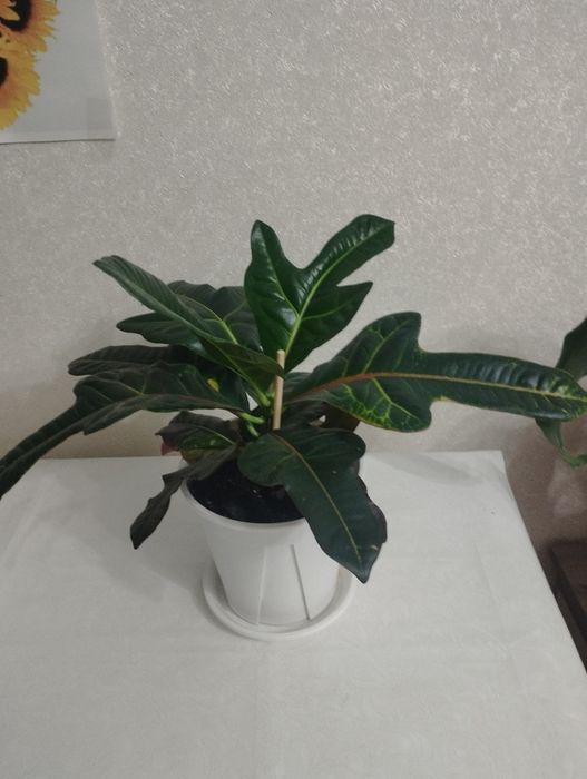 Кротоны пёстрые  ,район Евразии