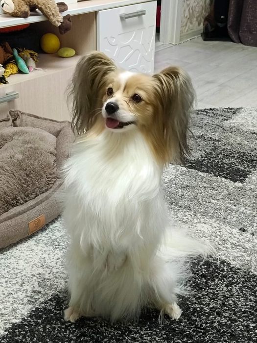 Продам щенков породы папийон